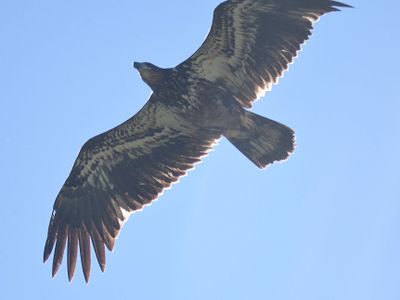 bald eagle BRD1921.JPG