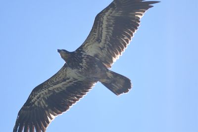 bald eagle BRD1923.JPG