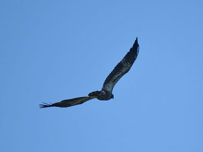 bald eagle BRD1930.JPG