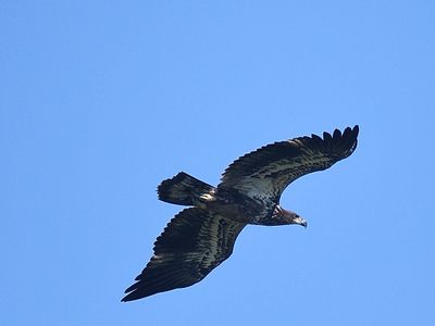 2024_hawk_watch