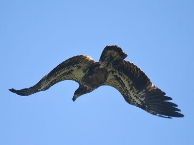 bald eagle BRD1938.JPG
