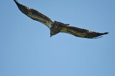 bald eagle BRD1939.JPG