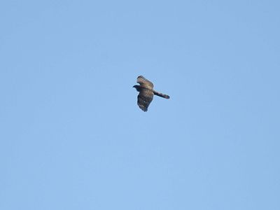 cooper's hawk BRD1947.JPG
