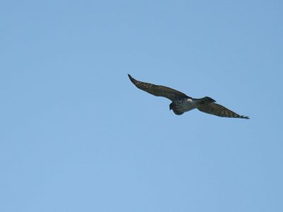cooper's hawk BRD1957.JPG
