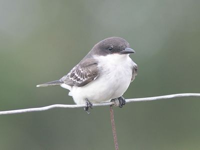 eastern kingbird BRD1850.JPG
