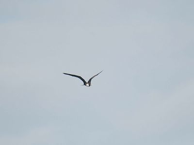 magnificent frigatebird BRD1823.JPG