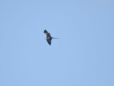 magnificent frigatebird BRD1828.JPG