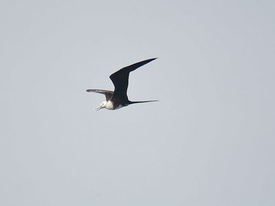 magnificent frigatebird BRD1830.JPG