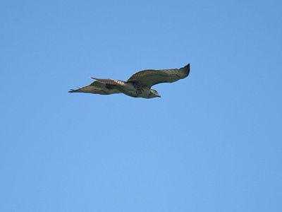 red-tailed hawk BRD2022.JPG