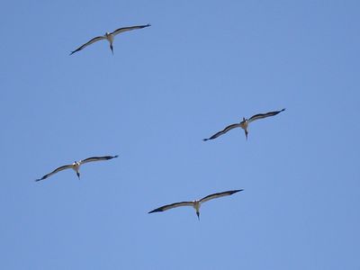 wood stork BRD2000.JPG