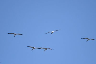 wood stork BRD2001.JPG
