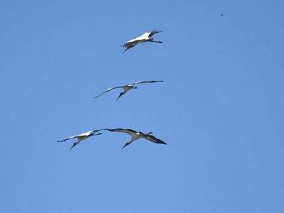 wood stork BRD2002.JPG