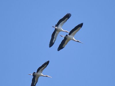 wood stork BRD2007.JPG