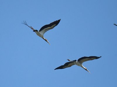 wood stork BRD2009.JPG