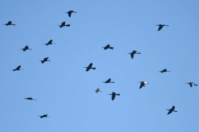 anhinga BRD2460.JPG