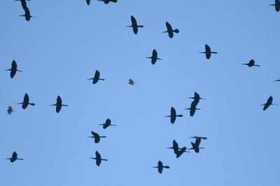 anhinga BRD2461.JPG