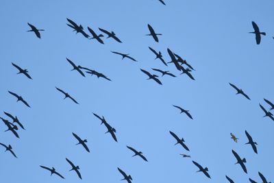 anhinga BRD2462.JPG