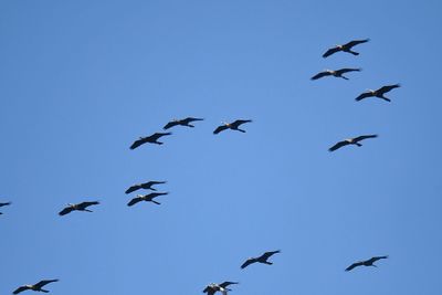 anhinga BRD2471.JPG