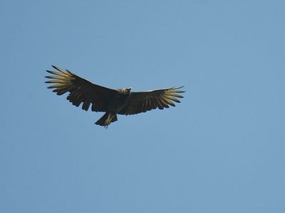 black vulture BRD2438.JPG