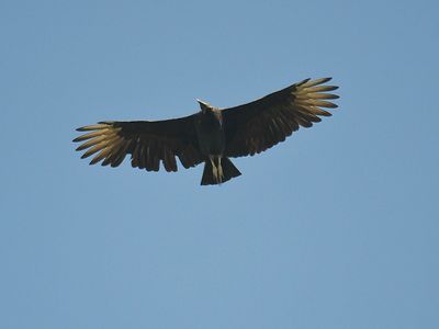 black vulture BRD2442.JPG
