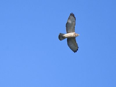broad-winged hawk BRD2331.JPG