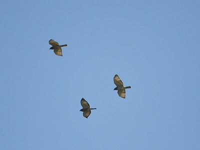 broad-winged hawk BRD2488.JPG