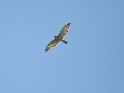 broad-winged hawk BRD2502.JPG