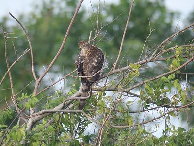 cooper's hawk BRD2283.JPG