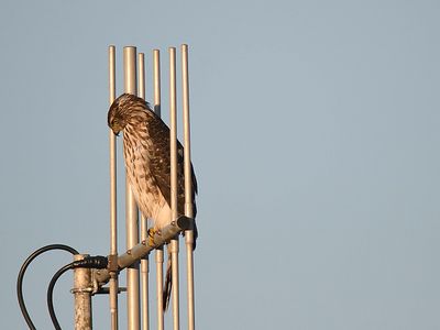 cooper's hawk BRD2391.JPG