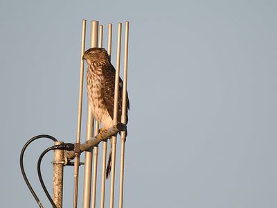 cooper's hawk BRD2397.JPG