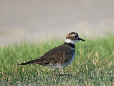 killdeer BRD2403.JPG