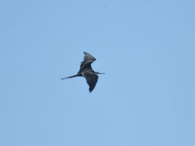 magnificent frigatebird BRD2453.JPG