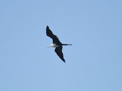 magnificent frigatebird BRD2455.JPG