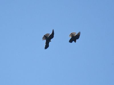 mississippi kite BRD2338.JPG