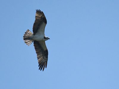 osprey BRD2428.JPG