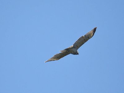 red-shouldered hawk BRD2507.JPG