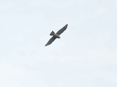 sharp-shinned hawk BRD2297.JPG