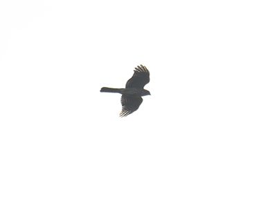 sharp-shinned hawk BRD2303.JPG