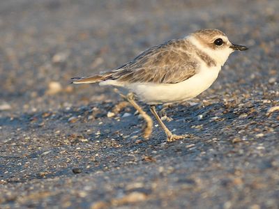 snowy plover BRD2310.JPG