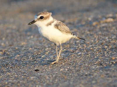 snowy plover BRD2311.JPG