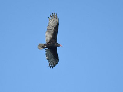 turkey vulture BRD2326.JPG
