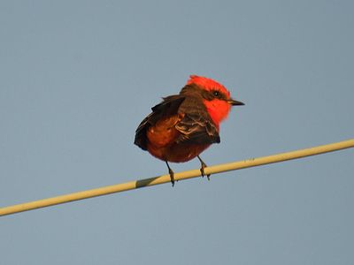 vermilion flycatcher BRD2379.JPG