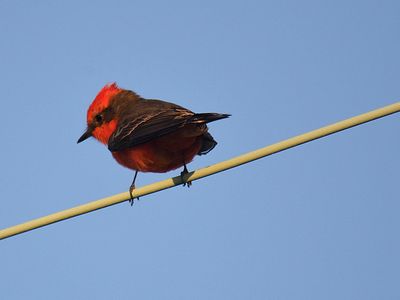 vermilion flycatcher BRD2383.JPG
