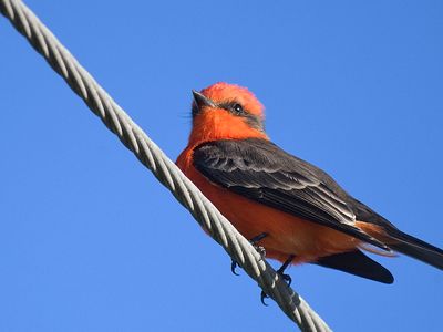 vermilion flycatcher BRD2404.JPG