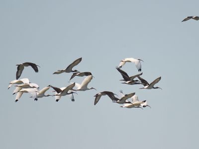 white ibis BRD2446.JPG