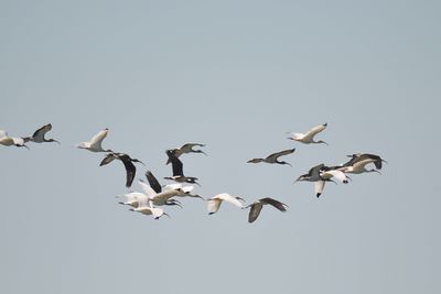 white ibis BRD2447.JPG