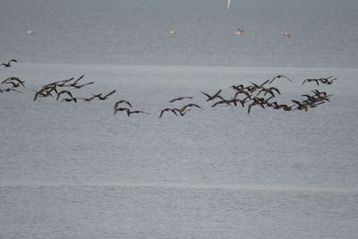 white-faced ibis BRD2285.JPG
