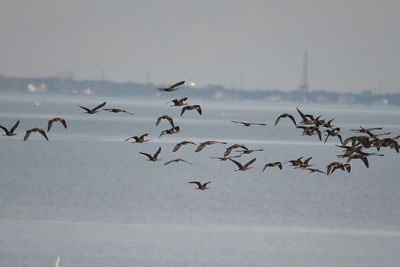 white-faced ibis BRD2286.JPG