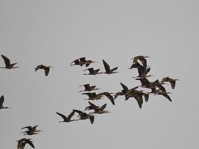 white-faced ibis BRD2287.JPG