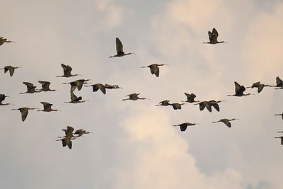 white-faced ibis BRD2290.JPG